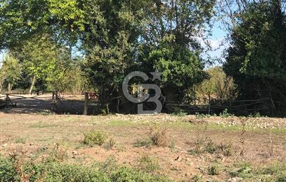 Düzce Gölyaka Aksu Satılık  Kelepir Fındık Bahçesi
