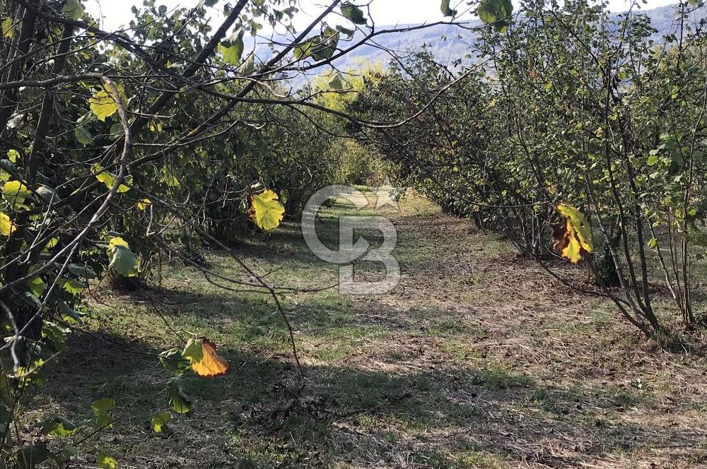 Düzce Gölyaka Aksu Satılık  Kelepir Fındık Bahçesi