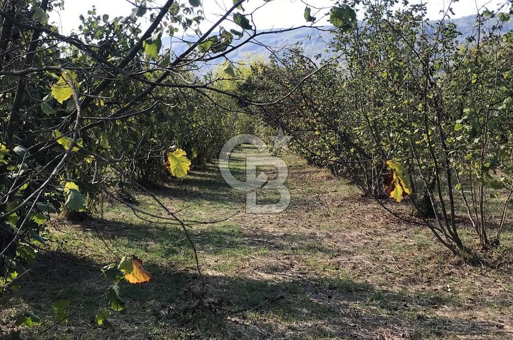 Düzce Gölyaka Aksu Satılık  Kelepir Fındık Bahçesi