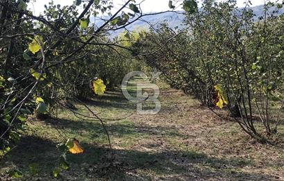 Düzce Gölyaka Aksu Satılık  Kelepir Fındık Bahçesi