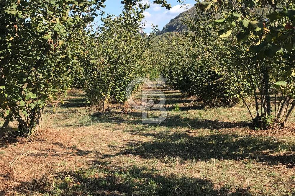 Düzce Gölyaka Aksu Satılık  Kelepir Fındık Bahçesi