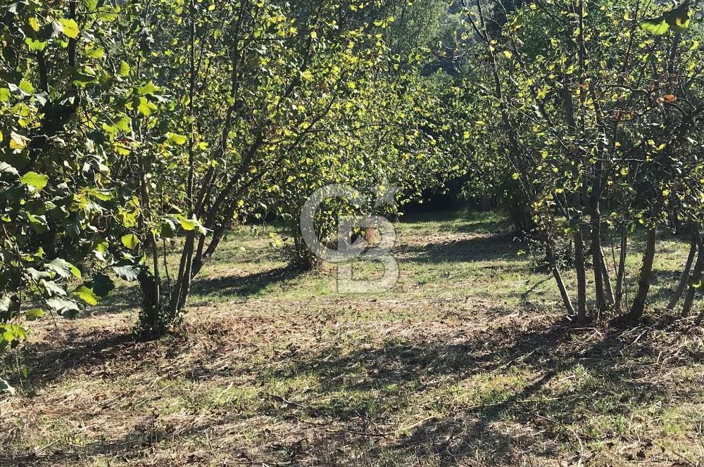Düzce Gölyaka Aksu Satılık  Kelepir Fındık Bahçesi