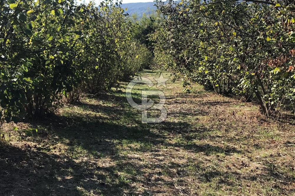 Düzce Gölyaka Aksu Satılık  Kelepir Fındık Bahçesi