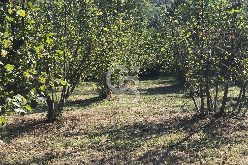 Düzce Gölyaka Aksu Satılık  Kelepir Fındık Bahçesi