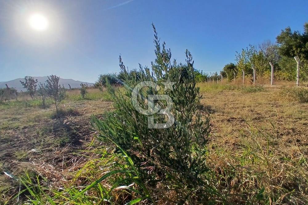 Kemalpaşa Yukarıkızılca'da Satılık Arazi