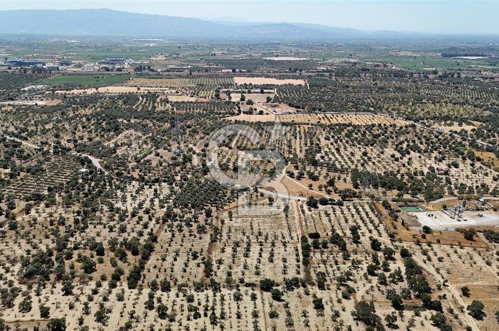 AYDIN GERMENCİK ÖMERBEYLİ SATILIK İNCİR BAHÇESİ