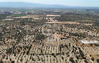 AYDIN GERMENCİK ÖMERBEYLİ SATILIK İNCİR BAHÇESİ