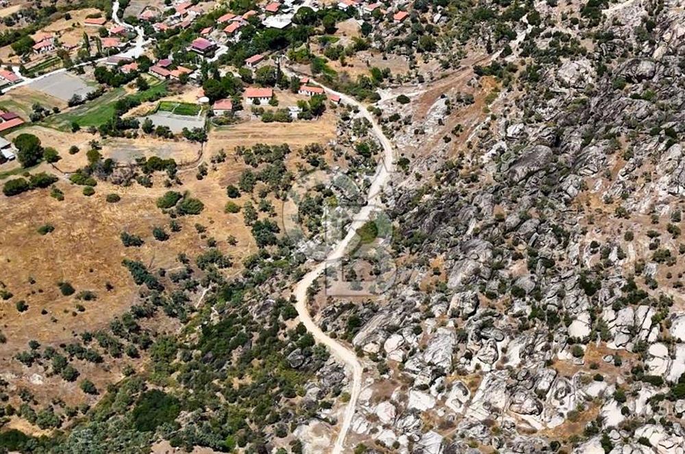 CB MARİNA'DAN HİSARARDI'NDA 19 DÖNÜM SATILIK "ZEYTİNLİK"