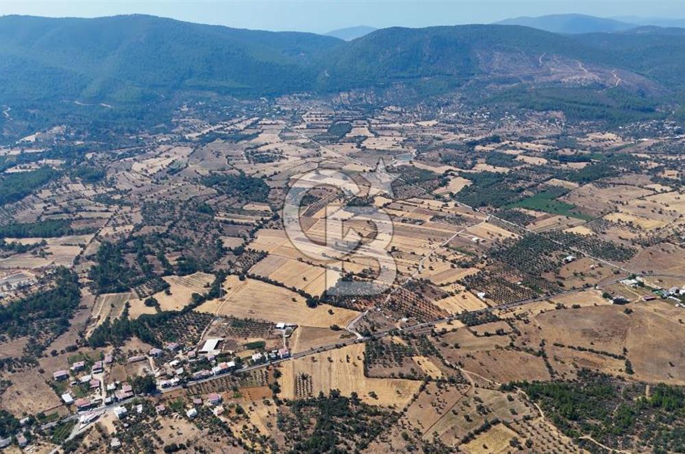 CB MARİNA'DAN BODRUM PINARLIBELEN'DE 6880 M2 SATILIK ZEYTİNLİK