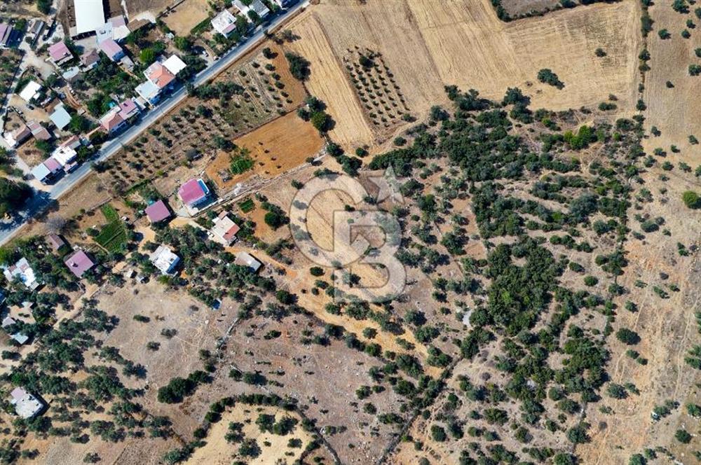 CB MARİNA'DAN BODRUM PINARLIBELEN'DE 6880 M2 SATILIK ZEYTİNLİK