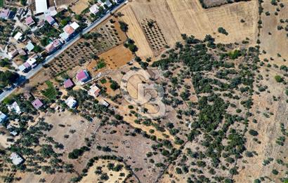 CB MARİNA'DAN BODRUM PINARLIBELEN'DE 6880 M2 SATILIK ZEYTİNLİK