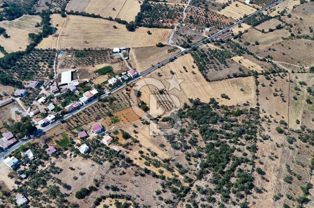 CB MARİNA'DAN BODRUM PINARLIBELEN'DE 6880 M2 SATILIK ZEYTİNLİK