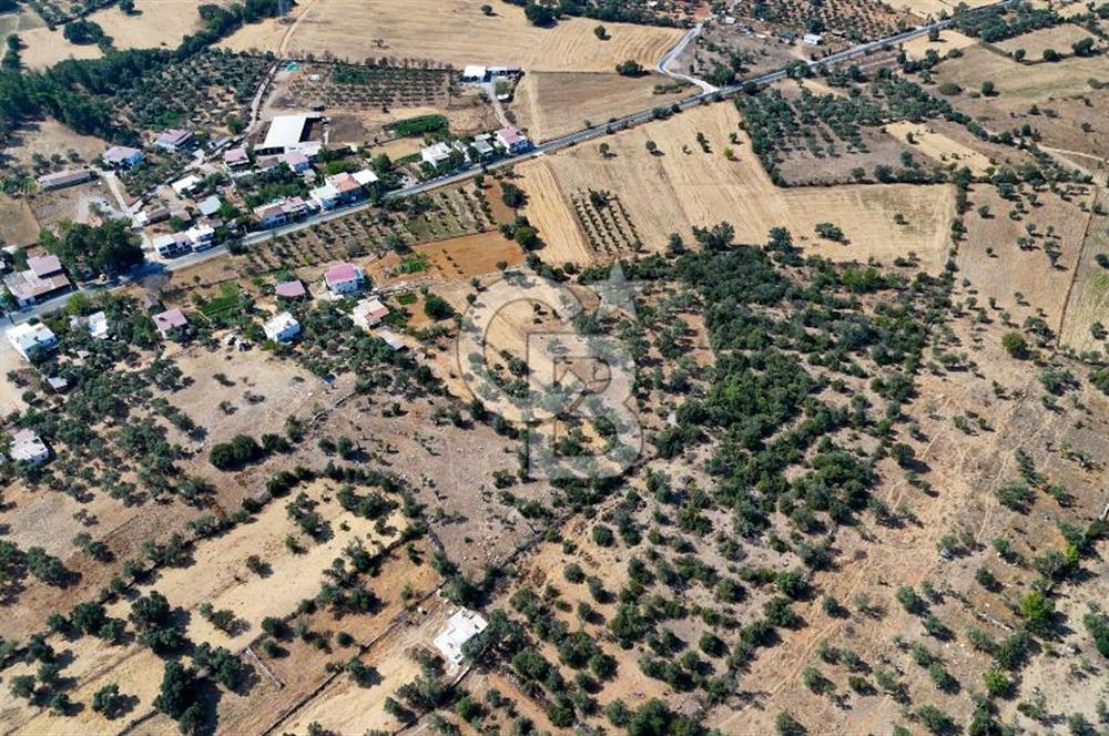 CB MARİNA'DAN BODRUM PINARLIBELEN'DE 6880 M2 SATILIK ZEYTİNLİK
