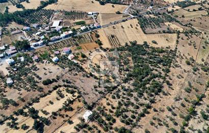 CB MARİNA'DAN BODRUM PINARLIBELEN'DE 6880 M2 SATILIK ZEYTİNLİK