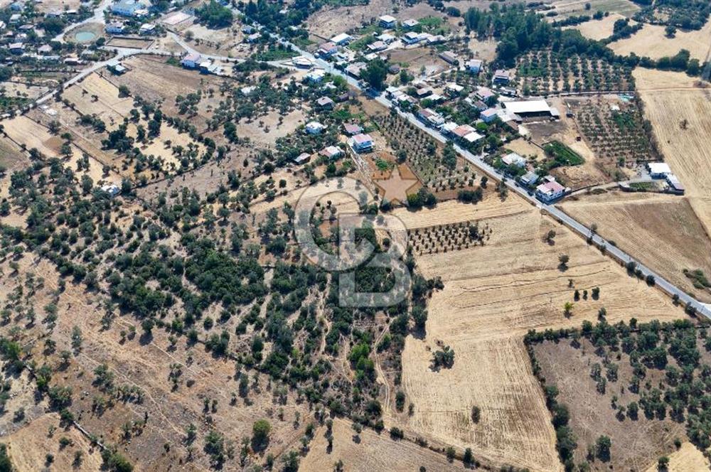 CB MARİNA'DAN BODRUM PINARLIBELEN'DE 6880 M2 SATILIK ZEYTİNLİK