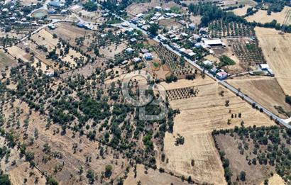 CB MARİNA'DAN BODRUM PINARLIBELEN'DE 6880 M2 SATILIK ZEYTİNLİK