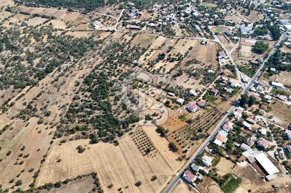CB MARİNA'DAN BODRUM PINARLIBELEN'DE 6880 M2 SATILIK ZEYTİNLİK