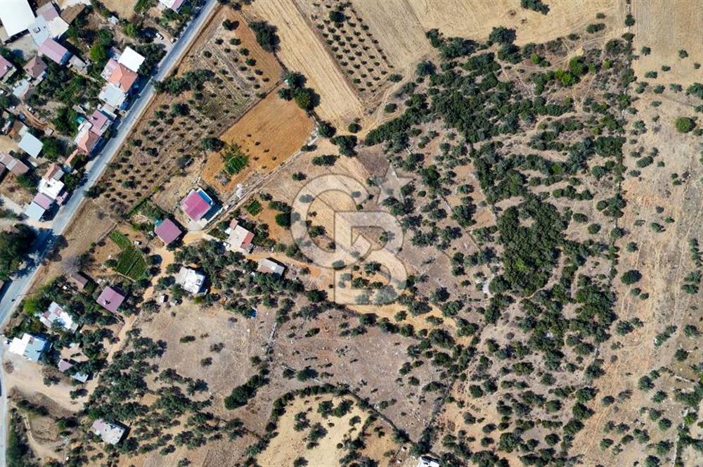 CB MARİNA'DAN BODRUM PINARLIBELEN'DE 6880 M2 SATILIK ZEYTİNLİK