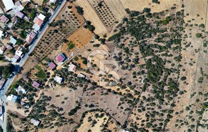 CB MARİNA'DAN BODRUM PINARLIBELEN'DE 6880 M2 SATILIK ZEYTİNLİK