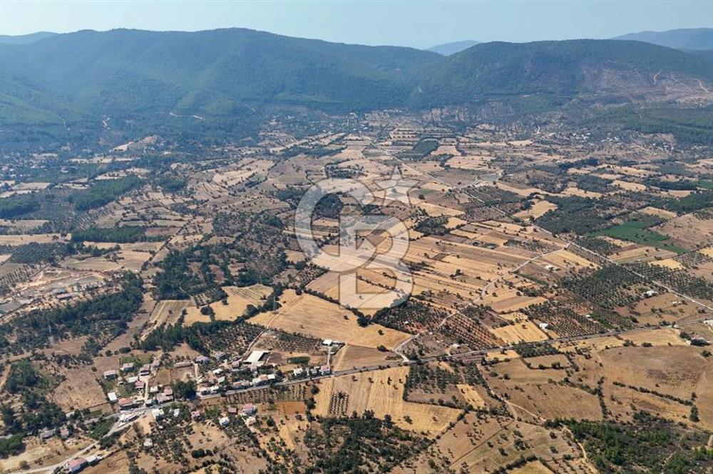 CB MARİNA'DAN BODRUM PINARLIBELEN'DE 6880 M2 SATILIK ZEYTİNLİK