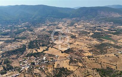 CB MARİNA'DAN BODRUM PINARLIBELEN'DE 6880 M2 SATILIK ZEYTİNLİK