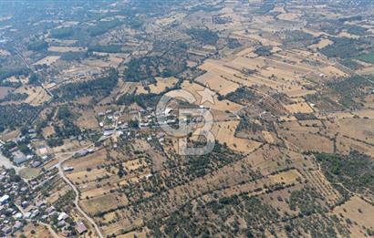 CB MARİNA'DAN BODRUM PINARLIBELEN'DE 6880 M2 SATILIK ZEYTİNLİK