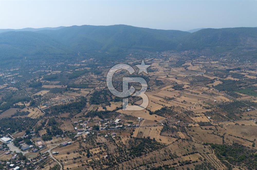 CB MARİNA'DAN BODRUM PINARLIBELEN'DE 6880 M2 SATILIK ZEYTİNLİK