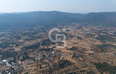 CB MARİNA'DAN BODRUM PINARLIBELEN'DE 6880 M2 SATILIK ZEYTİNLİK