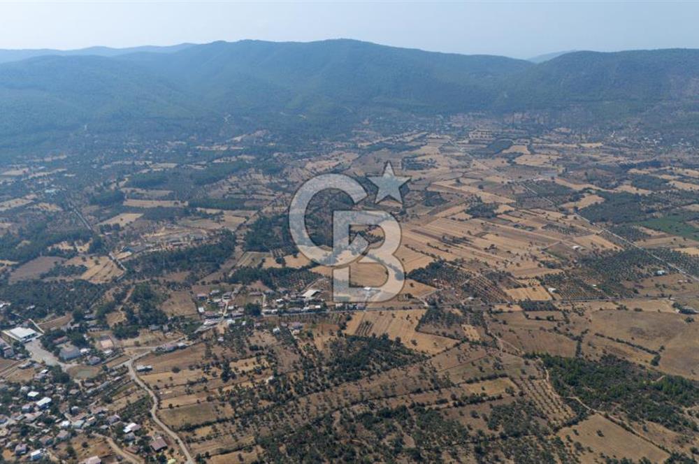 CB MARİNA'DAN BODRUM PINARLIBELEN'DE 6880 M2 SATILIK ZEYTİNLİK