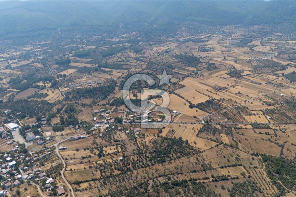 CB MARİNA'DAN BODRUM PINARLIBELEN'DE 6880 M2 SATILIK ZEYTİNLİK