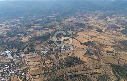 CB MARİNA'DAN BODRUM PINARLIBELEN'DE 6880 M2 SATILIK ZEYTİNLİK