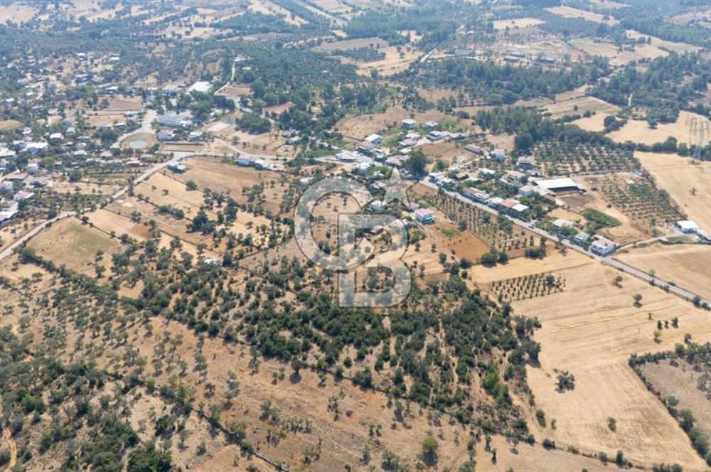 CB MARİNA'DAN BODRUM PINARLIBELEN'DE 6880 M2 SATILIK ZEYTİNLİK