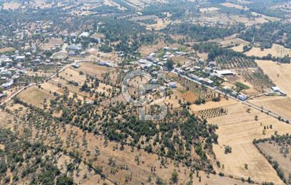 CB MARİNA'DAN BODRUM PINARLIBELEN'DE 6880 M2 SATILIK ZEYTİNLİK