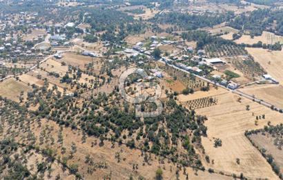 CB MARİNA'DAN BODRUM PINARLIBELEN'DE 6880 M2 SATILIK ZEYTİNLİK