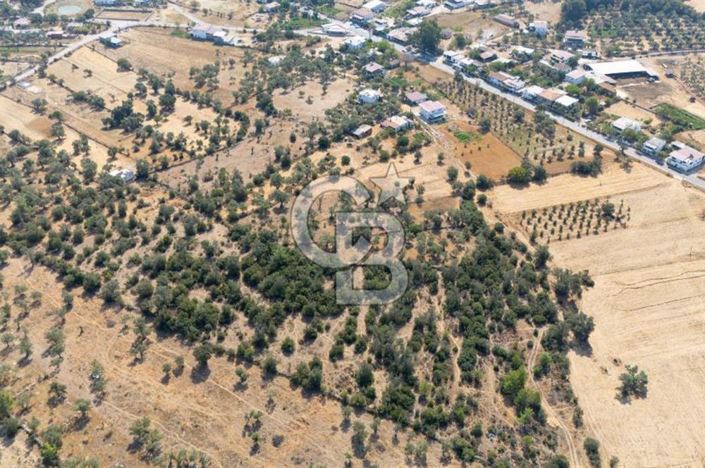 CB MARİNA'DAN BODRUM PINARLIBELEN'DE 6880 M2 SATILIK ZEYTİNLİK