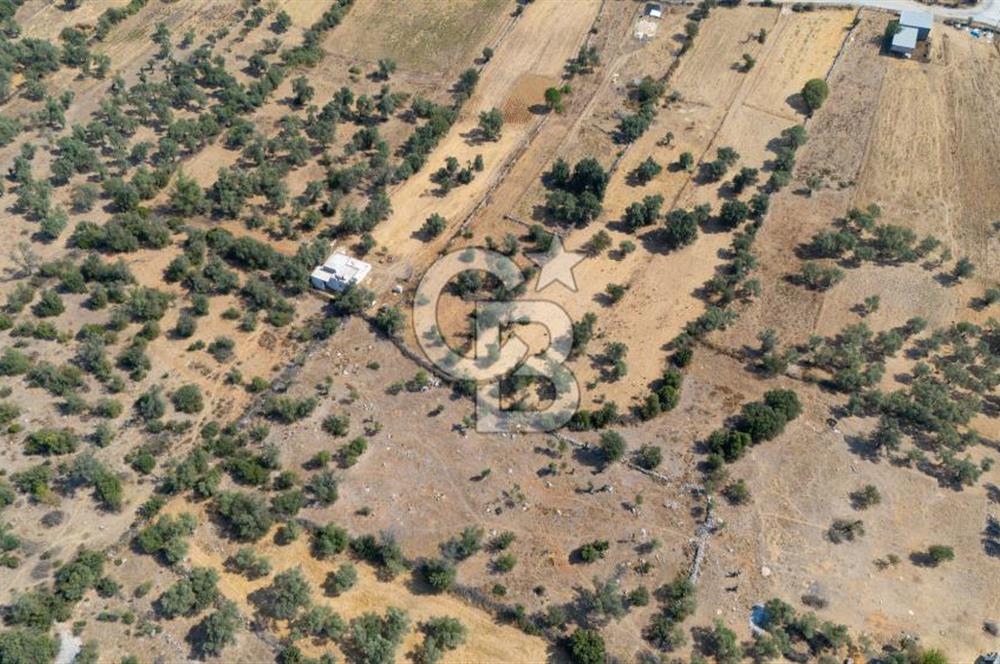 CB MARİNA'DAN BODRUM PINARLIBELEN'DE 6880 M2 SATILIK ZEYTİNLİK