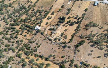 CB MARİNA'DAN BODRUM PINARLIBELEN'DE 6880 M2 SATILIK ZEYTİNLİK