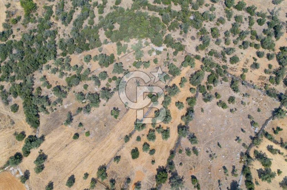 CB MARİNA'DAN BODRUM PINARLIBELEN'DE 6880 M2 SATILIK ZEYTİNLİK