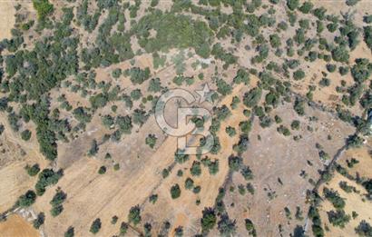 CB MARİNA'DAN BODRUM PINARLIBELEN'DE 6880 M2 SATILIK ZEYTİNLİK