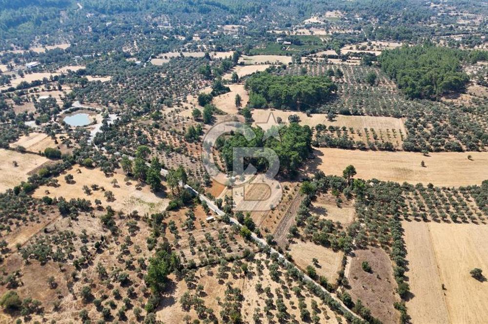 CB MARİNA'DAN BODRUM ETRİM'DE 7542 M2 SATILIK TARLA