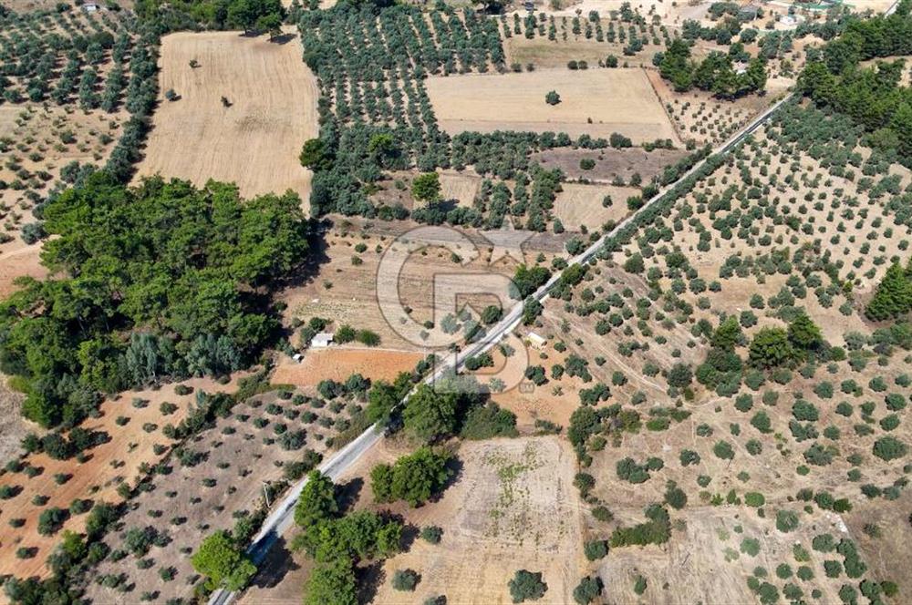 CB MARİNA'DAN BODRUM ETRİM'DE 7542 M2 SATILIK TARLA