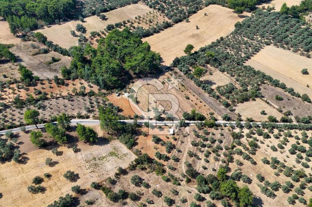 CB MARİNA'DAN BODRUM ETRİM'DE 7542 M2 SATILIK TARLA