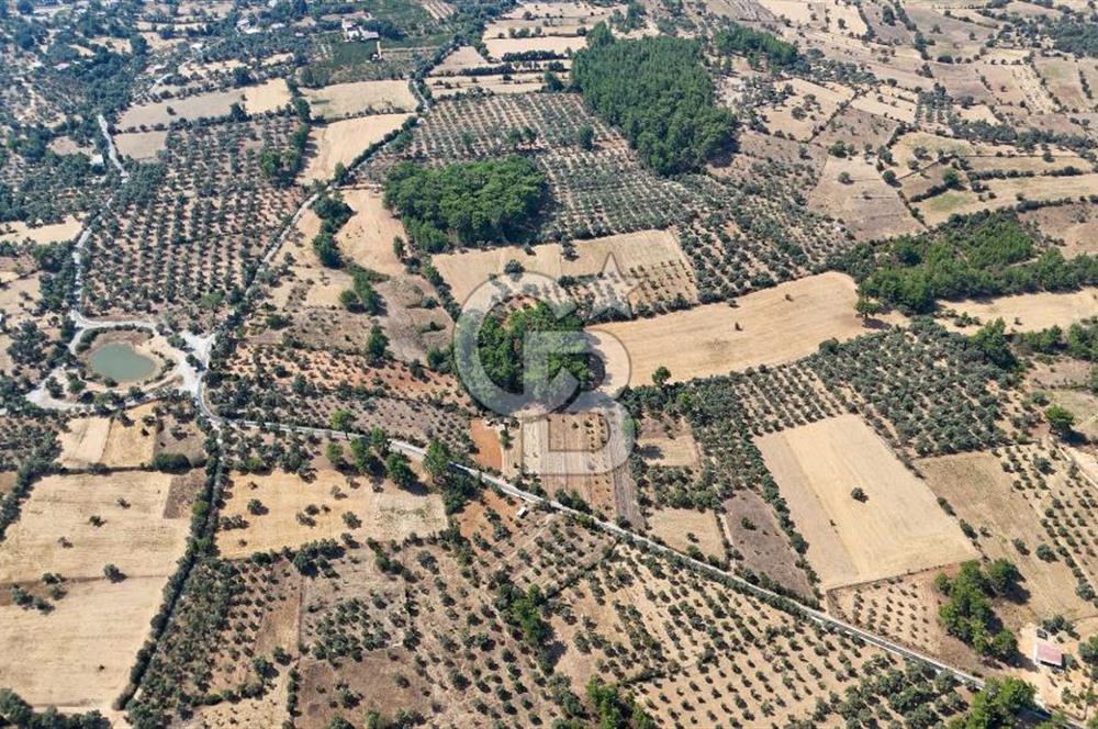 CB MARİNA'DAN BODRUM ETRİM'DE 7542 M2 SATILIK TARLA
