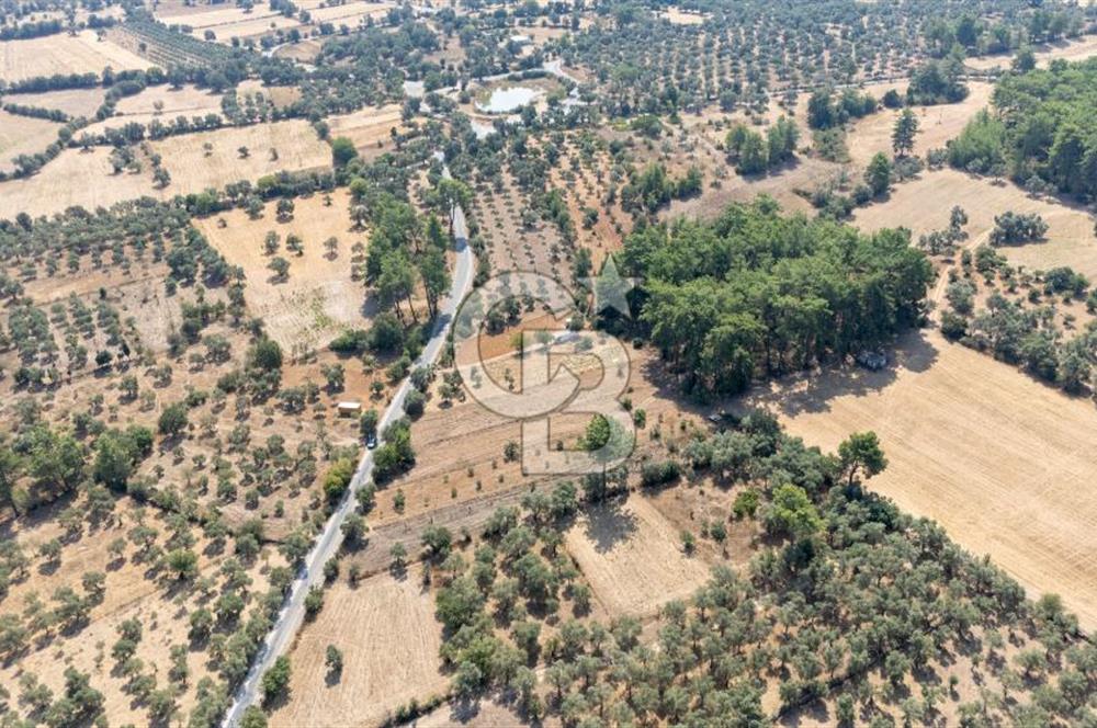 CB MARİNA'DAN BODRUM ETRİM'DE 7542 M2 SATILIK TARLA