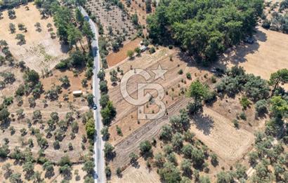 CB MARİNA'DAN BODRUM ETRİM'DE 7542 M2 SATILIK TARLA