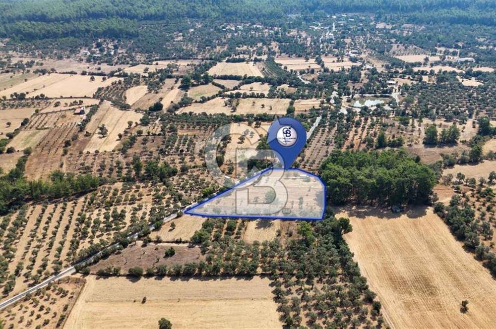 CB MARİNA'DAN BODRUM ETRİM'DE 7542 M2 SATILIK TARLA