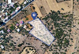 CB MARİNA'DAN BODRUM PINARLIBELEN'DE 6880 M2 SATILIK ZEYTİNLİK