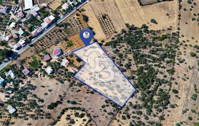 CB MARİNA'DAN BODRUM PINARLIBELEN'DE 6880 M2 SATILIK ZEYTİNLİK