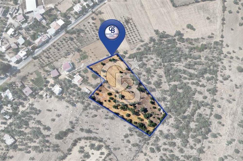 CB MARİNA'DAN BODRUM PINARLIBELEN'DE 6880 M2 SATILIK ZEYTİNLİK