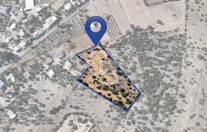 CB MARİNA'DAN BODRUM PINARLIBELEN'DE 6880 M2 SATILIK ZEYTİNLİK